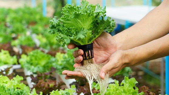 Hyd farm
